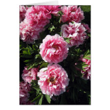 Grupo cor-de-rosa de Peonie Cartões