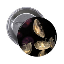 Grupo da anêmona pins