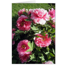 Grupo de peônias cor-de-rosa cartão