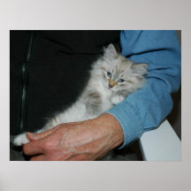Guardarando o poster do gatinho