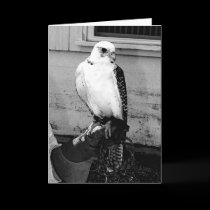 Gyrfalcon que descansa no notecard da luva do alim postais