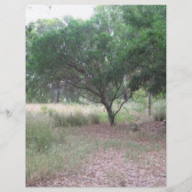 Há um dinossauro na floresta… modelos de panfleto