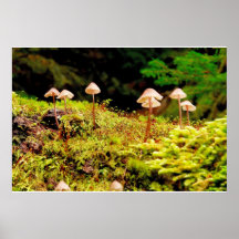 Habitat do cogumelo posters