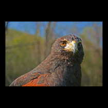 Harris hawk o cartaz da pintura posters