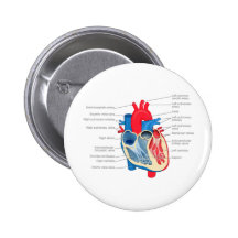 Heart_Anatomy Pins