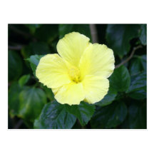 Hibiscus amarelo pálido cartões postais