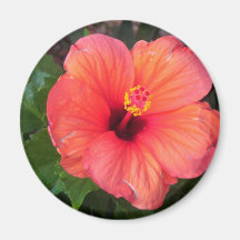 Hibiscus cor-de-rosa imãs