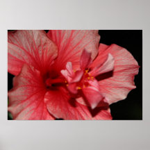 Hibiscus cor-de-rosa pôsteres