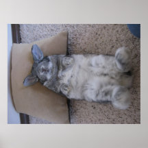 holland lop o estabelecimento do poster