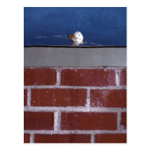 "Homicídio cartão de Humpty de Dumpty" pelo CH Cartao Postal