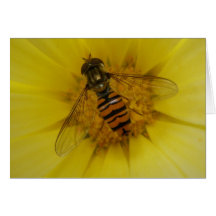 Hoverfly em um cartão do cravo-de-defunto