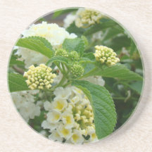 Hydrangas de creme porta-copos