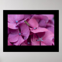 Hydrangea com vespa posters