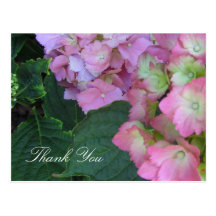 Hydrangeas cor-de-rosa cartão postal
