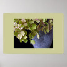 Hydrangeas em um vaso pôsteres