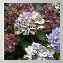Hydrangeas roxos de 1 azul da lavanda pôsteres