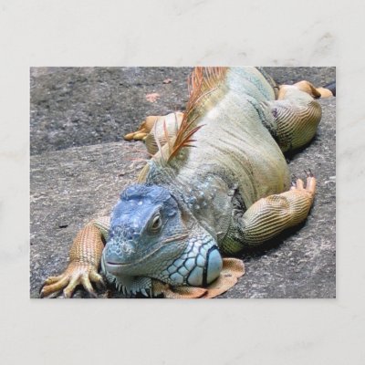 Uma foto digital desta iguana azul