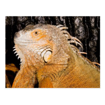Iguana da iguana cartoes postais