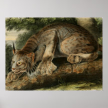 Ilustração canadense do lince do vintage pôsteres