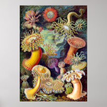 Ilustração de Actiniae que pinta Germa Ernst Haeck Poster