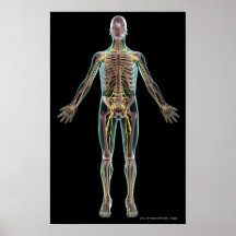 Ilustração do sistema nervoso poster