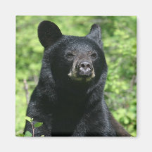 Ímã 2 do urso imãs de geladeira