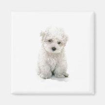 Ímã bonito de Bichon Frise Imãs