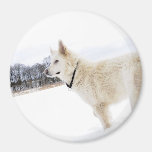 ímã branco do cão de german shepherd imã de refrigerador