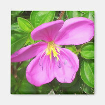 Ímã cor-de-rosa da flor imã
