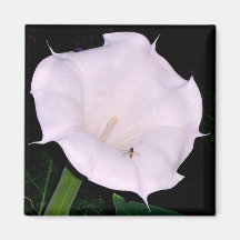 Ímã de Moonflower Imas De Geladeira