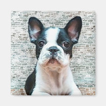 Ímã do buldogue francês imas