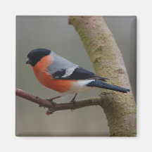 Ímã do Bullfinch Ima