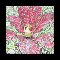 Ímã do clematis de Borgonha imans