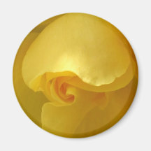 Ímã do close up do rosa amarelo imas