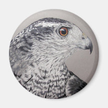 Ímã do Goshawk Imã De Geladeira