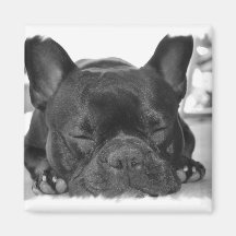 Ímã do quadrado do buldogue francês ima