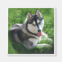Ímã do quadrado do cão do rouco Siberian Imãs