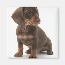Ímã do quadrado do filhote de cachorro do Dachshun Imas