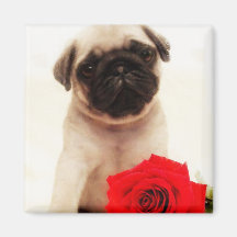 Ímã do quadrado do filhote de cachorro do Pug Imãs De Geladeira