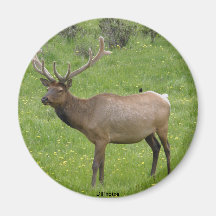Ímã dos alces ima
