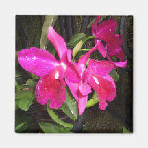 Ímã magenta das orquídeas imas de geladeira