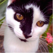 imagem do ornamental da beleza do gatinho esculturafotos