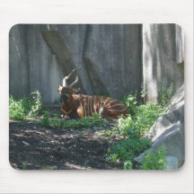imagens do jardim zoológico mouse pad