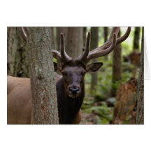 IMG_0560_elk3_5x7-06202004 Cartao