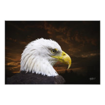 Impressão americano da águia americana - o comprar fotos