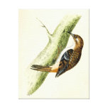 Impressão antigo de um Treecreeper Impressão De Canvas Esticada