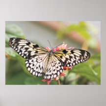 Impressão asiático da borboleta