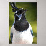 Impressão azul do poster de Jay do Magpie