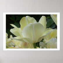 impressão beijado orvalho da tulipa