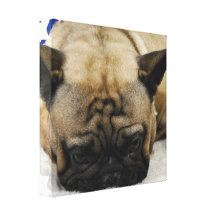 Impressão bonito das canvas do buldogue francês impressão de canvas envolvidas